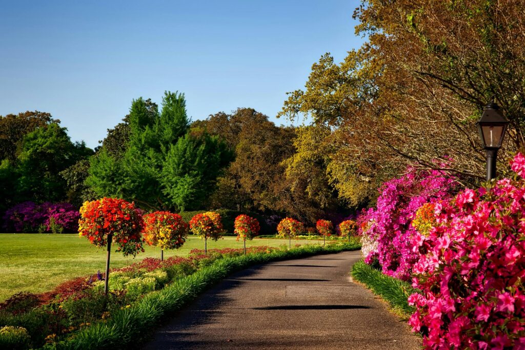 Discover the captivating world of spider mums! Learn how to grow, care for, and appreciate these exotic chrysanthemums.