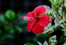 The Cost To Prove Your Ethnicity And Heritage: Hawaiian Edition