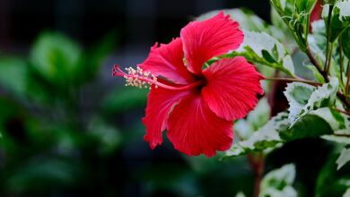 The Cost To Prove Your Ethnicity And Heritage: Hawaiian Edition
