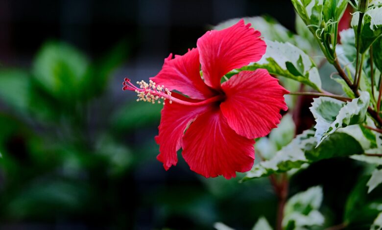 The Cost To Prove Your Ethnicity And Heritage: Hawaiian Edition